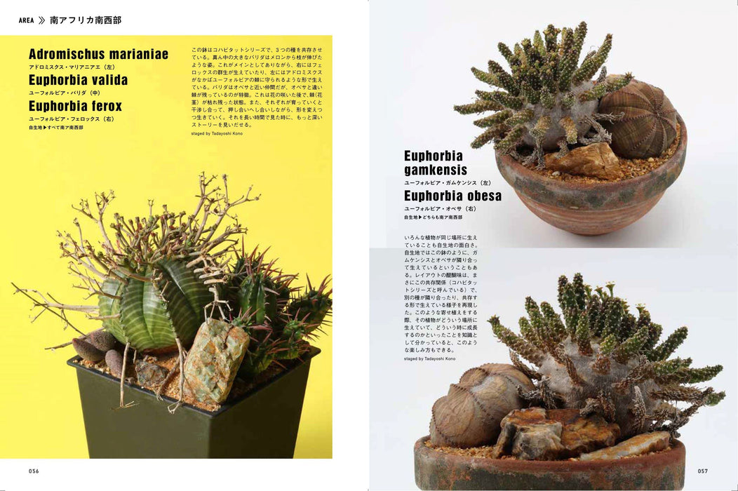 Bizarre Plant Habitat Style Succulent Cacti Potted Layout Cultivation (Book) NEW_2