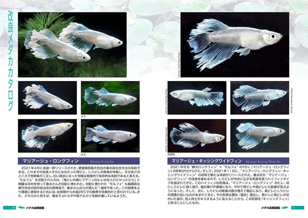 Pisces Medaka Variety Guide: Improved Medaka (Book) Soft Cover Fumitoshi Mori_2