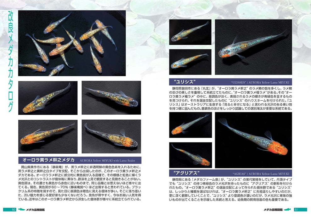 Pisces Medaka Variety Guide: Improved Medaka (Book) Soft Cover Fumitoshi Mori_3