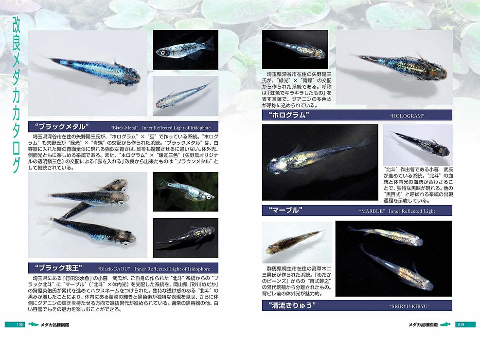 Pisces Medaka Variety Guide: Improved Medaka (Book) Soft Cover Fumitoshi Mori_5