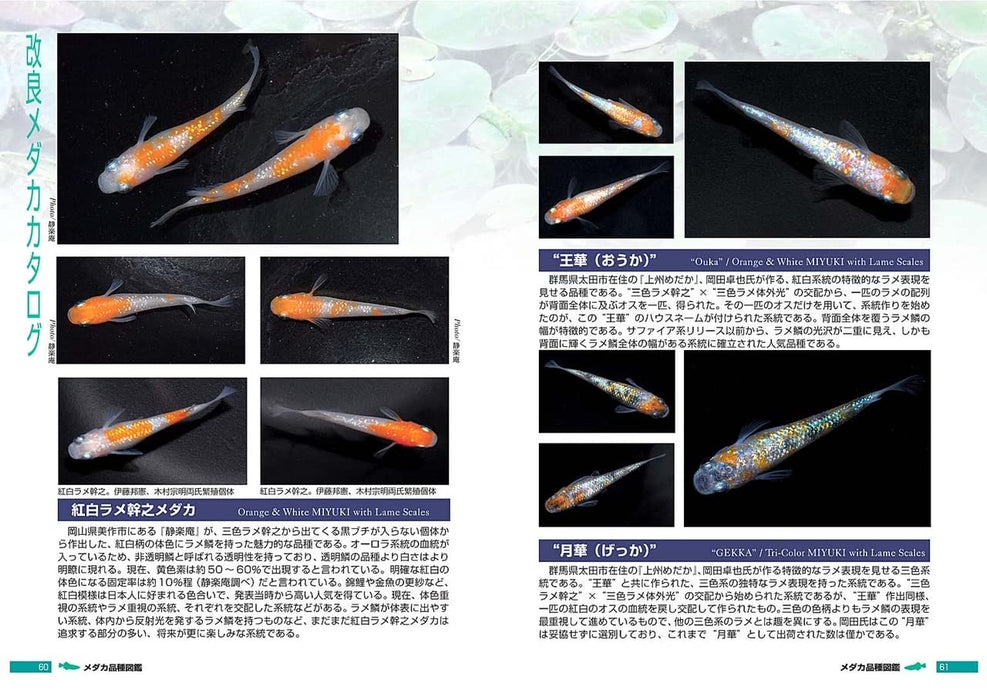 Pisces Medaka Variety Guide: Improved Medaka (Book) Soft Cover Fumitoshi Mori_7