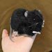 HANSA Plush Doll Black Rat Toy W5xH6xD12cm ‎190444 Real Animal Design Plush Doll_8
