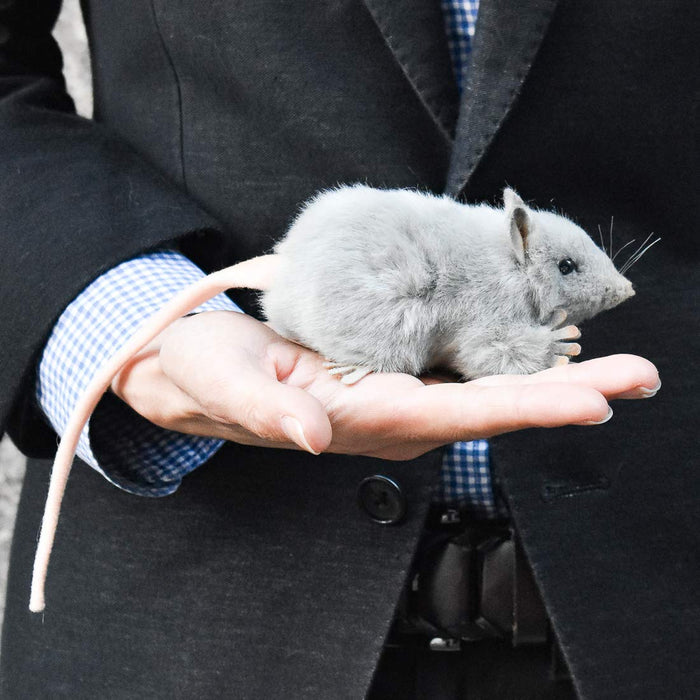 Hansa Gray Rat Plush Doll No.5579 12cm Real Design Animal Plush Doll ‎190445 NEW_7