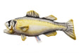HANSA Seabass No.6052 Real Design Animal Plush Doll L35cm Unisex Kids Acrylic_1