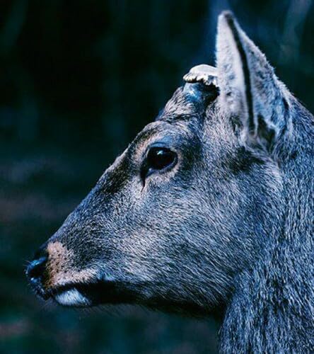 [CD] The Book About My Idle Plot On A Vague Anxiety Reissue toe XQIF-1005 NEW_1