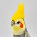 HANSA BH6470 Cockatiel Gray 18 Plush Doll Real Design Animal Doll Polyester NEW_4