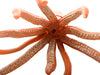 Favorite Giant squid soft model FM-912 L30cmxW6cmxH5cm ATBC-PVC Real Design NEW_3