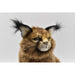 BH7047 HANSA Caracal 28 Realistic Design Animal Plush Doll Interior & Collection_4