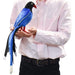BH7137 HANSA Taiwan Blue Magpie 19 Realistic Design Animal Plush Doll Interior_7