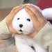 Sun Lemon Knee Dog Bichon Frise Plush Doll S 19.8x14.2x30.8cm Polyester P-4135_6