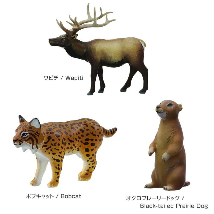 colorata Animal Geographical Zone 3 Old North Ward New North Ward Figure ‎989296_6