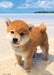 Beverly 108pc Jigsaw Puzzle Shibainu Puppy My Sea 18.2x25.7cm ‎P108-840 NEW_1