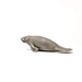 Schleich Wildlife Manatee 14839 PVC Realistic Design Animal Action Figure NEW_3