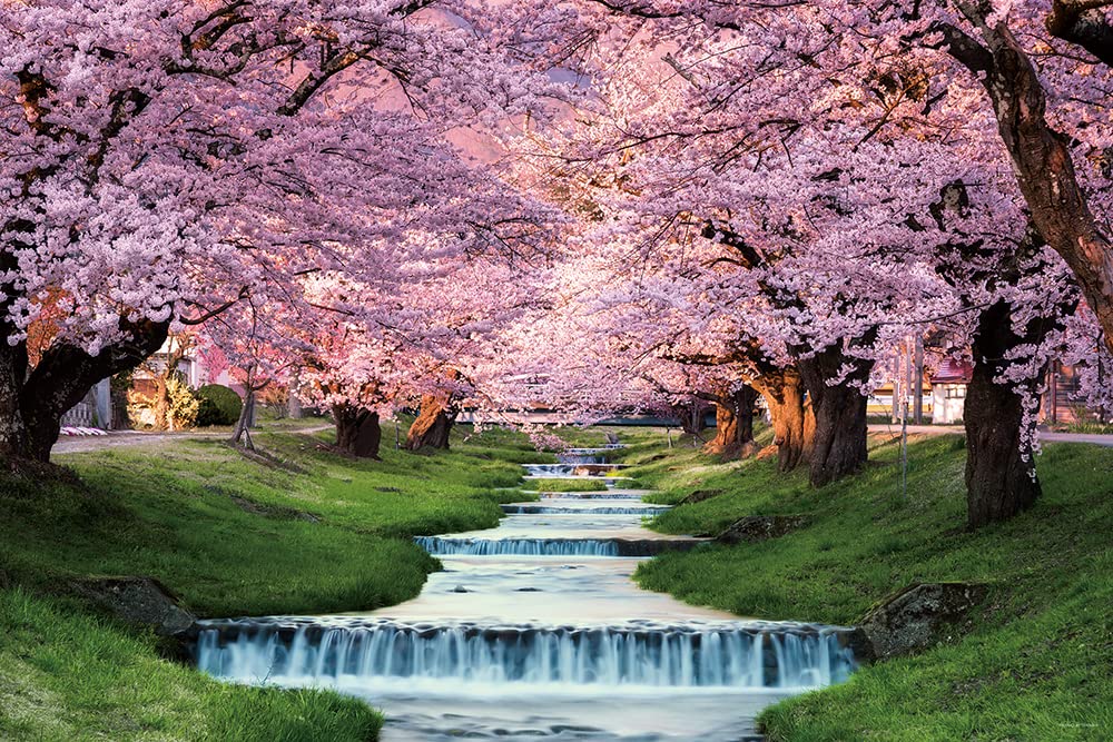 Yanoman 1000pc Jigsaw Puzzle Sakura Trees along Kannonji River 50x75cm ‎10-1410_1