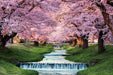 Yanoman 1000pc Jigsaw Puzzle Sakura Trees along Kannonji River 50x75cm ‎10-1410_1