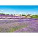 APPLEONE 500pc Jigsaw Puzzle Lavender Field Wind Cotswolds 38x53cm ‎500-291 NEW_1