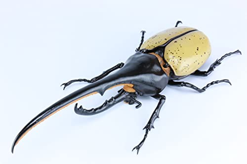 Fujimi Jiyukenkyu Series No.26 Creatures Hercules Beetle Plastic Model Kit NEW_1