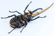 Fujimi Jiyukenkyu Series No.26 Creatures Hercules Beetle Plastic Model Kit NEW_3