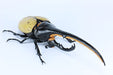 Fujimi Jiyukenkyu Series No.26 Creatures Hercules Beetle Plastic Model Kit NEW_9