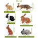 TOYMANY Pack in 12 pcs Rabbit Miniature Figure Realistic Animal ‎Model 6+ NEW_3