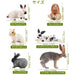 TOYMANY Pack in 12 pcs Rabbit Miniature Figure Realistic Animal ‎Model 6+ NEW_4