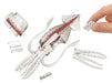 MegaHouse Whole Squid butchering 3D puzzle 30 pieces W69xD32xH145mm MGH51899 NEW_1