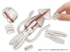 MegaHouse Whole Squid butchering 3D puzzle 30 pieces W69xD32xH145mm MGH51899 NEW_2