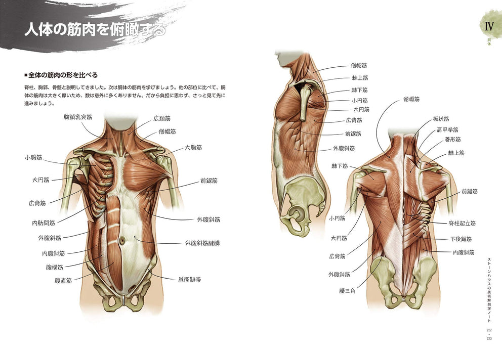 Stonehouse's Anatomy Note Socca Suk Jong Hyun How to Draw Human body Art Book_4