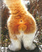 Picture Book NYAN-TAMA Cat Testicles Male Cats Furry Balls Japanese Photo Book_3