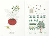 bunka syuppann Garden of vegetables picture book Kazuko Aoki of embroidery NEW_4