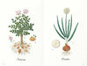 bunka syuppann Garden of vegetables picture book Kazuko Aoki of embroidery NEW_8