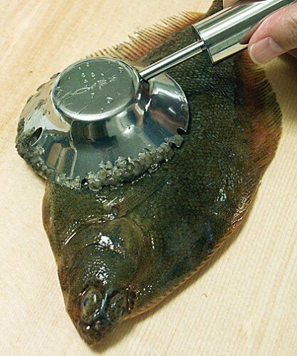 Prince Industry 18-8 fish scale remover 'Ginrin' NEW from Japan_4