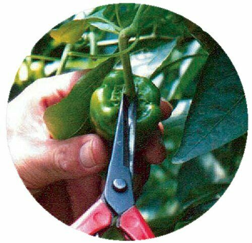CHIKAMASA T-500 Fruit Picking Scissors NEW from Japan_3