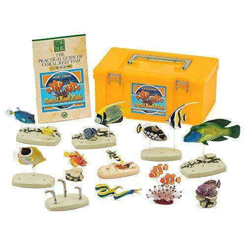 COLORATA Real Figure NATURE'S LIBRARY Coral Reef Fish BOX NEW from Japan_1