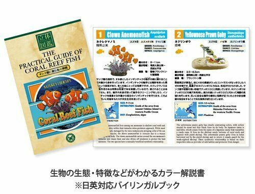 COLORATA Real Figure NATURE'S LIBRARY Coral Reef Fish BOX NEW from Japan_2