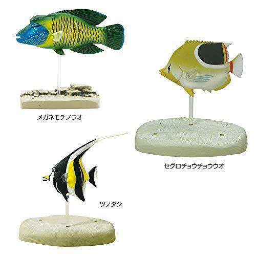 COLORATA Real Figure NATURE'S LIBRARY Coral Reef Fish BOX NEW from Japan_5
