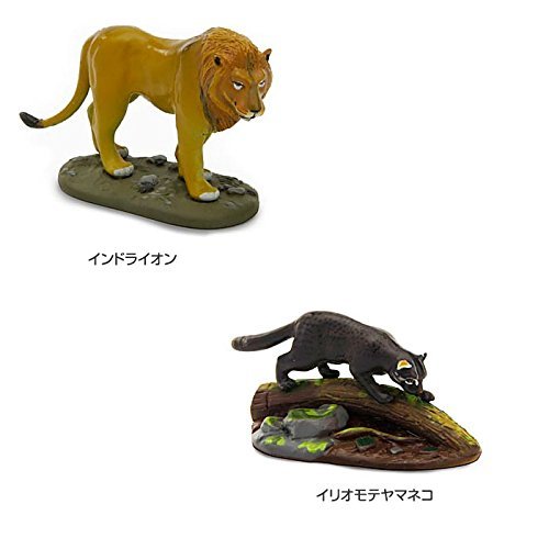 Colorata 3D Real Figure Box Endangered Animals Wild Cats Action Figure NEW_3