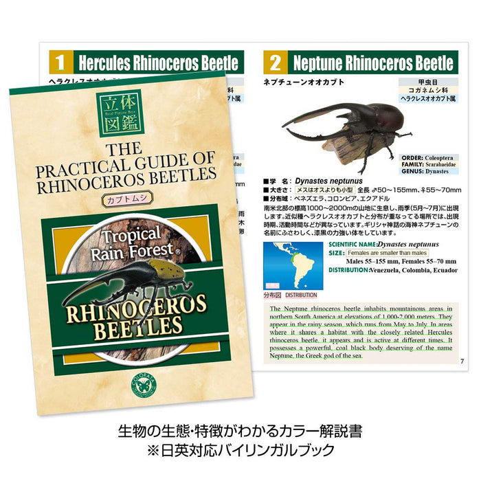 COLORATA Real Figure Box Reinoceros Beetle 6pcs with Commentary Book ‎970805 NEW_2