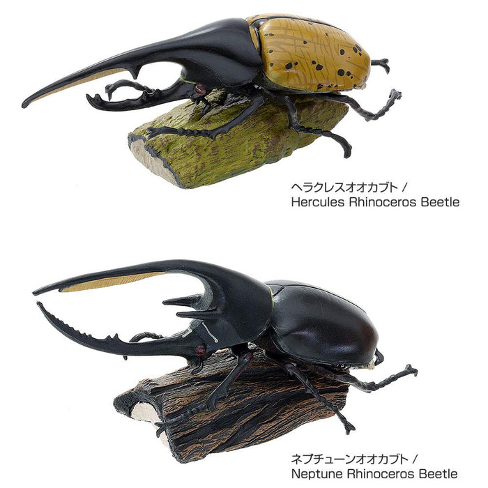 COLORATA Real Figure Box Reinoceros Beetle 6pcs with Commentary Book ‎970805 NEW_4