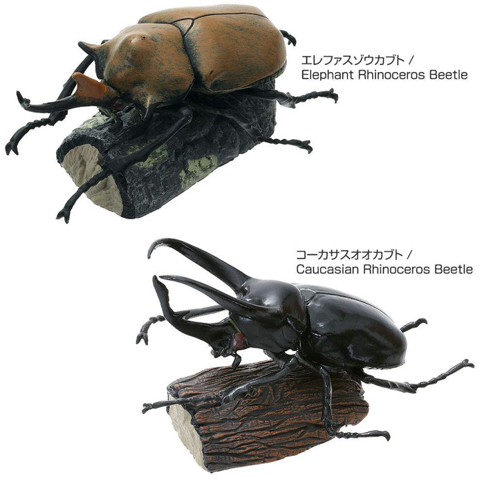COLORATA Real Figure Box Reinoceros Beetle 6pcs with Commentary Book ‎970805 NEW_5
