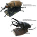 COLORATA Real Figure Box Reinoceros Beetle 6pcs with Commentary Book ‎970805 NEW_5