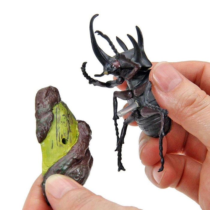 COLORATA Real Figure Box Reinoceros Beetle 6pcs with Commentary Book ‎970805 NEW_7