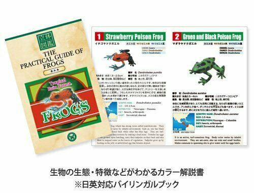 Colorata Real Figure Box The Plactical Guide of Frogs NEW from Japan_3