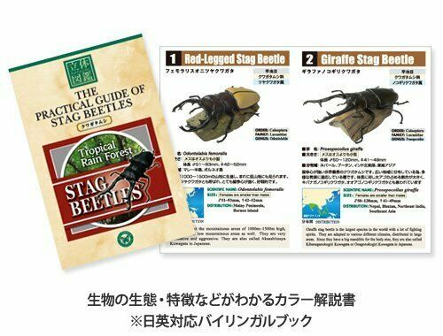 COLORATA Real Figure Tropical Rain Forest STAG BEETLES BOX NEW from Japan_2