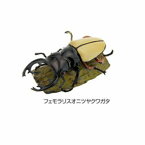 COLORATA Real Figure Tropical Rain Forest STAG BEETLES BOX NEW from Japan_3