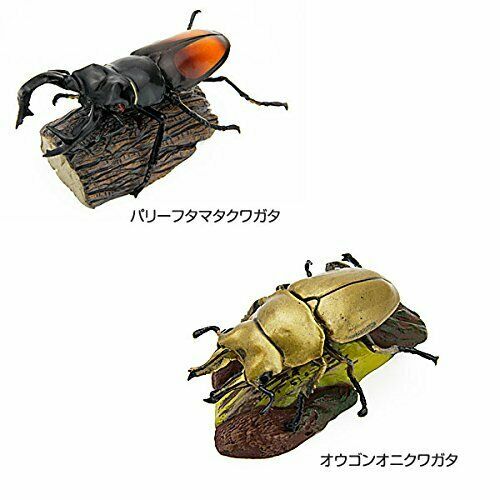 COLORATA Real Figure Tropical Rain Forest STAG BEETLES BOX NEW from Japan_4