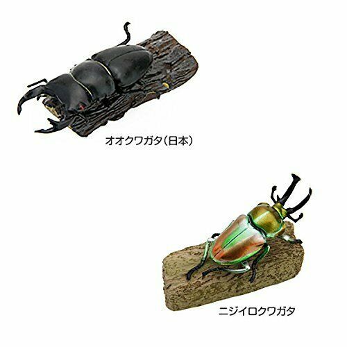 COLORATA Real Figure Tropical Rain Forest STAG BEETLES BOX NEW from Japan_5