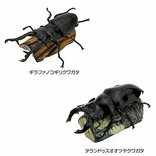COLORATA Real Figure Tropical Rain Forest STAG BEETLES BOX NEW from Japan_6