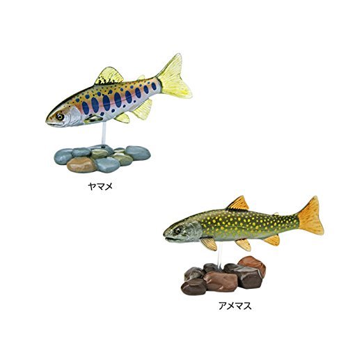 Carolata Japan Freshwater Fish Figure (3D Picture Book) Fish Real Figure Box NEW_3