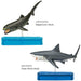 COLORATA Real Figure Sharks of the World DX BOX Set of 9 figures ‎974629 NEW_3